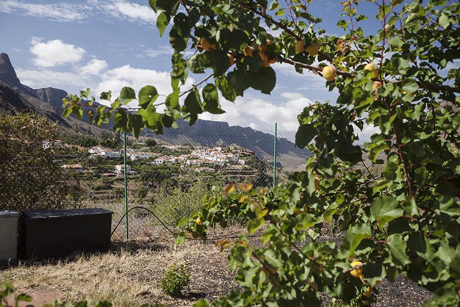 Ecotara Canary Islands Guest House Fátaga Cameră foto